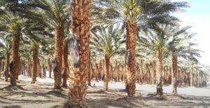 বাইসানের খেজুর বাগানের ছবি 01