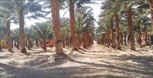 বাইসানের খেজুর বাগানের ছবি 