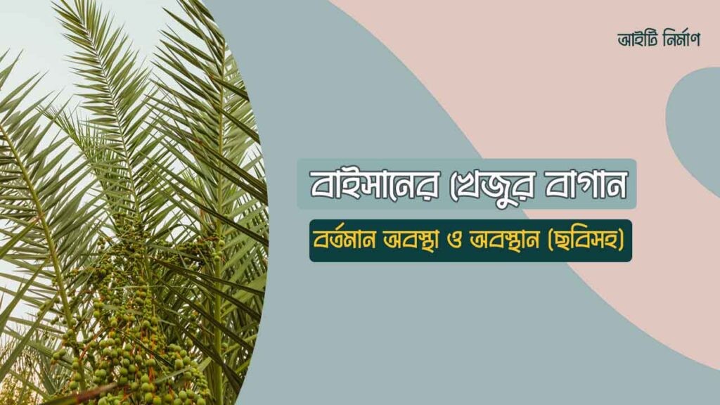 বাইসানের খেজুর বাগানের বর্তমান অবস্থা ও অবস্থান (ছবিসহ)